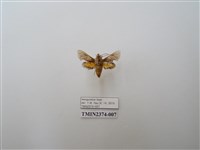 藏品(凹緣天蛾)的圖片